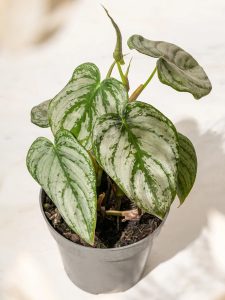 Philodendrons for Sale: Rare and Classic Varieties in Canada